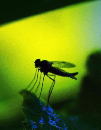 Chrysopilus asiliformis